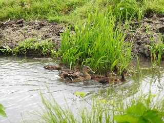 Fototapeta na wymiar A family of ducks on a stream