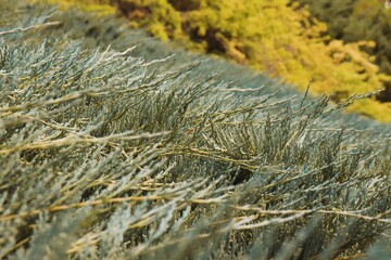 close up of moss on grass