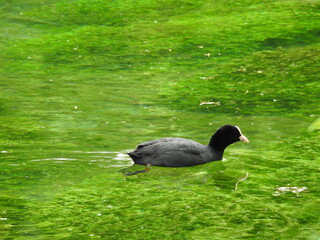 Coot on the river