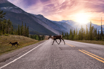 Cariboo family walking on a scenic road during a cloudy morning sunrise. Dramatic Sky Artistic...