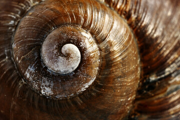 Spiral of a shell of a grape snail macro