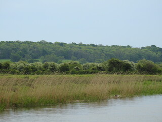 Fototapeta na wymiar View of the river and greenery