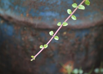 close up of a fresh green branch of a mint tree brunch in front of a blue and brown background