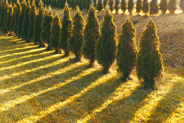 Photo of many beautiful and small pine green trees in botanical park during sunset.