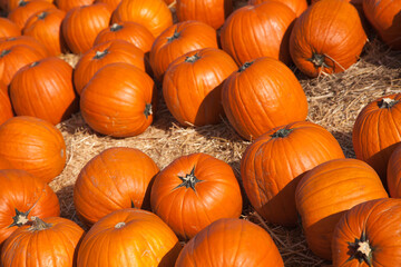 Fresh Orange Pumpkins and Hay in a Rustic Outdoor Fall Setting