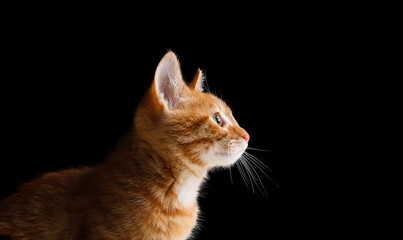 Beautiful orange cat in front of a background