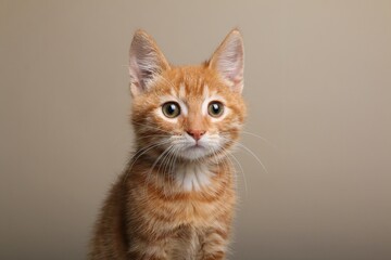 Beautiful orange cat in front of a background