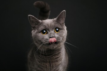 Beautiful british shorthair cat in front of a background