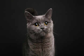 Beautiful british shorthair cat in front of a background