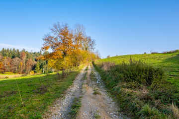 Fototapeta na wymiar natural road with autumn landscape