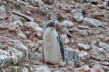 gentoo © rubbersoulroad