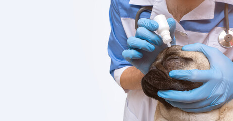 close up veterinarian dripping drops to the pug dog eye in clinic. with copy space