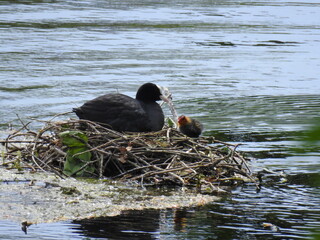 Mother coot feeds the young in the nest