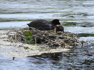 Mother coot feeds the young in the nest