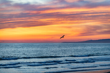 Fototapeta na wymiar Bird flies towards sunset