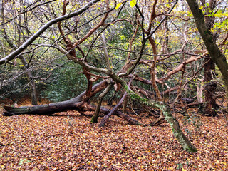 Autumn view of twisted old trees in Epping forest , Chingford London