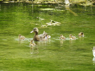 Mother duck and little ducks on the water