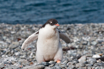 mały gentoo © rubbersoulroad