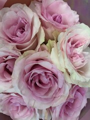 pink roses background