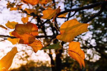 leaves in autumn in the forest against light