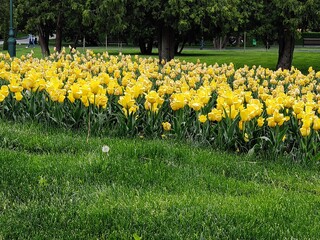 Beautiful yellow tulips in central park