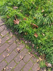 Grass close up green winter season modern high quality prints