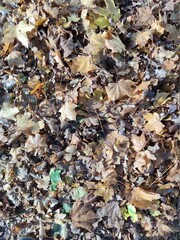 Autumn leaves close up modern background high quality modern prints