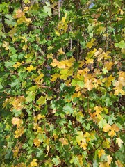 Autumn leaves close up modern background high quality modern prints