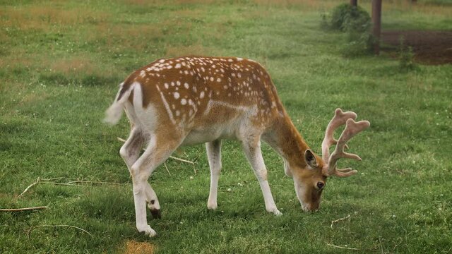 Fallow deer grazing in the corral and eating grass