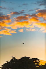 Birds in the air at sunset