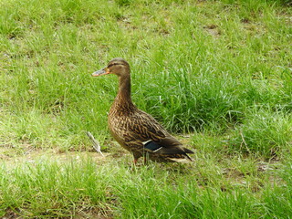 The duck is standing in the grass