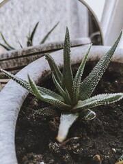 aloe vera plant