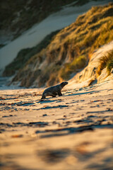 Sea Lions sunbathing at a beach in New Zealand