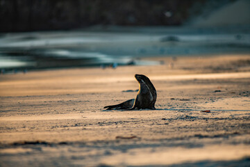 Sea Lions sunbathing at the beach in New Zealand