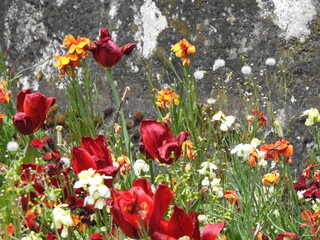 Multicolored flowers by the wall