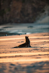 Sea Lions sunbathing at the beach in New Zealand