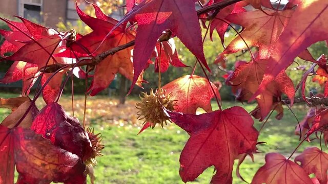 ALBERO CON I COLORI ROSSI DELL AUTUNNO