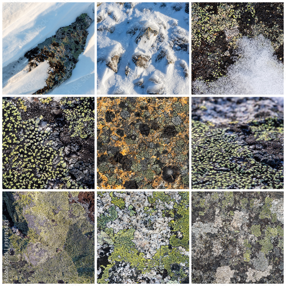 Wall mural set of texture of stones covered with lichen. lichen patterns on a rock surface. collection of natur