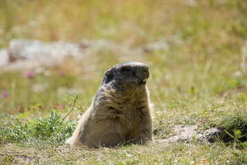 Close up of a sitting alpine marmot
