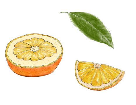 Juicy Oranges. Orange Slice Digital Illustration. Slices Of An Orange Sketch Isolated On White Background