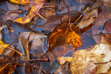 autumn leaves on the ground