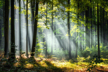 Obraz premium Beautiful sunny morning in magic forest