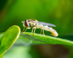 Fotografía macro de un insecto sobre planta verde.