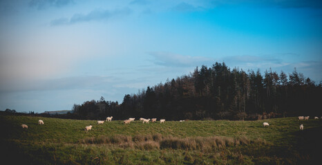 Fototapeta premium Sheep grazing in the meadow. In the background blue sky and high hills. southwest of ireland