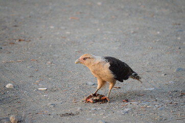 Yellow-headed Caracara eating a crab