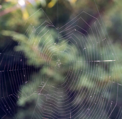 Tela de araña en el bosque.