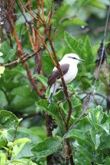 Passarinho ave pássaro birds