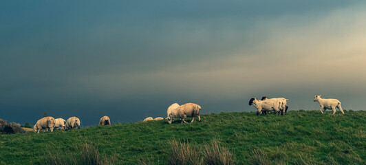 Obraz premium Sheep grazing in the meadow. In the background blue sky and high hills. southwest of ireland