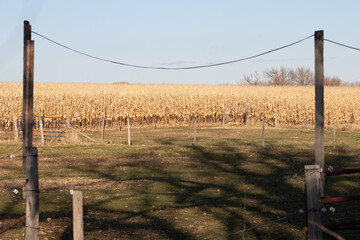 Fototapeta premium horse pasture with corn field backdrop