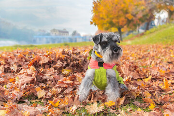 Portrait of beautiful schnauzer dog wearing rain coat in the autumn park. Dog on the autumn yellow leaves.